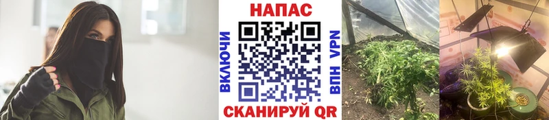 Бошки Шишки индика  закладки  Вышний Волочёк 